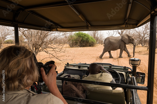 observing Elephants crossing the road, Chobe River, Chobe National Park photo