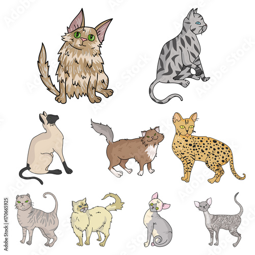 Collection of cats in one picture. Different cats in one picture. Cat breeds icon in set collection on cartoon style vector symbol stock illustration.