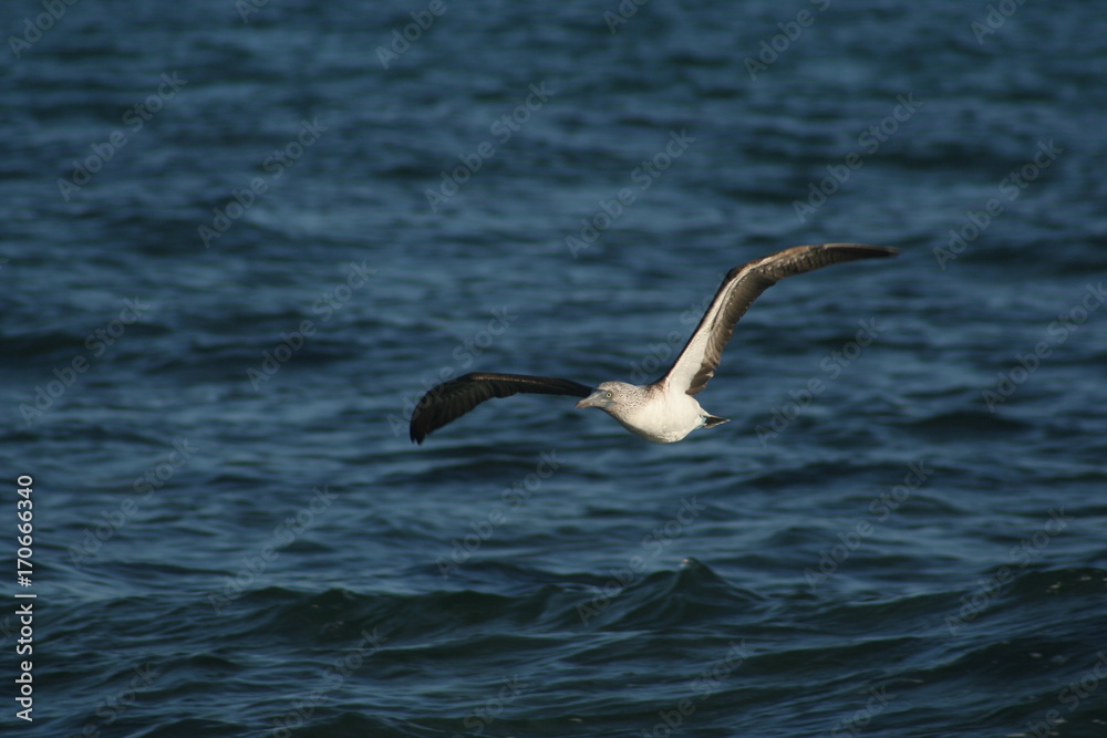 Blue footed boobies flying around Isla Isabel coast close to Mexican Pacific coast Blue footed boobies flying around Isla Isabel coast close to Mexican Pacific coast