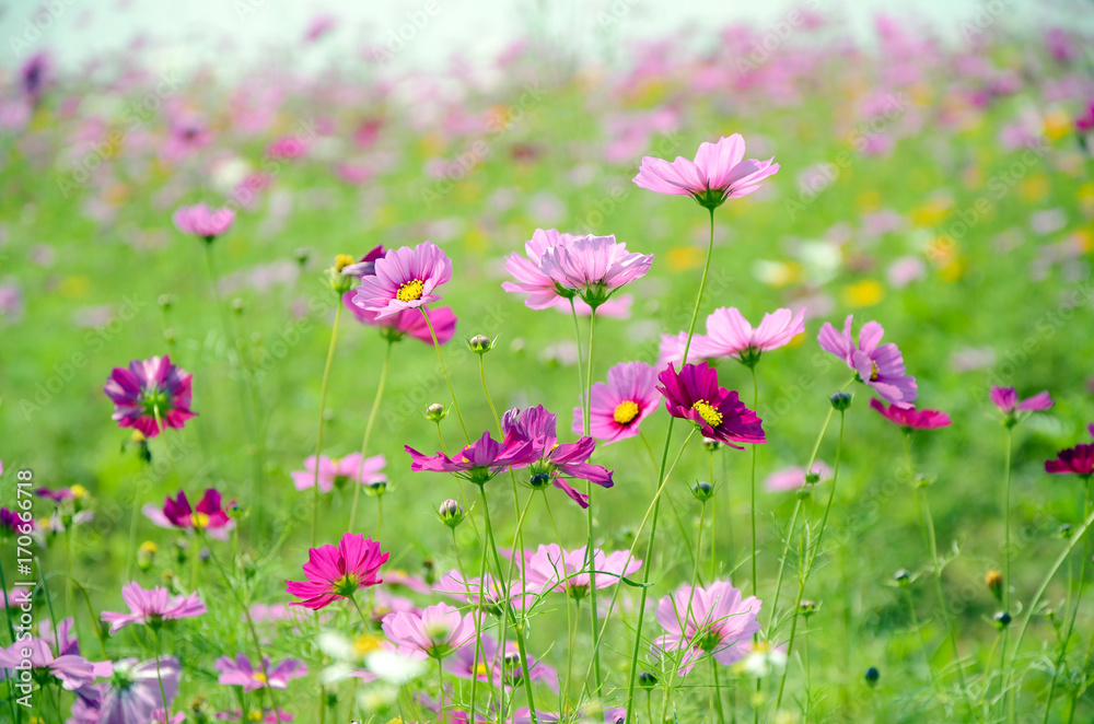 Pink cosmos flowers field on sunny day.