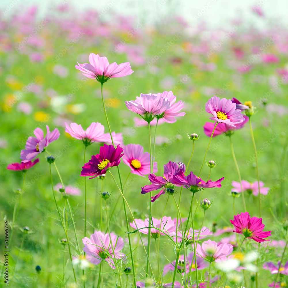Pink cosmos flowers field on sunny day.