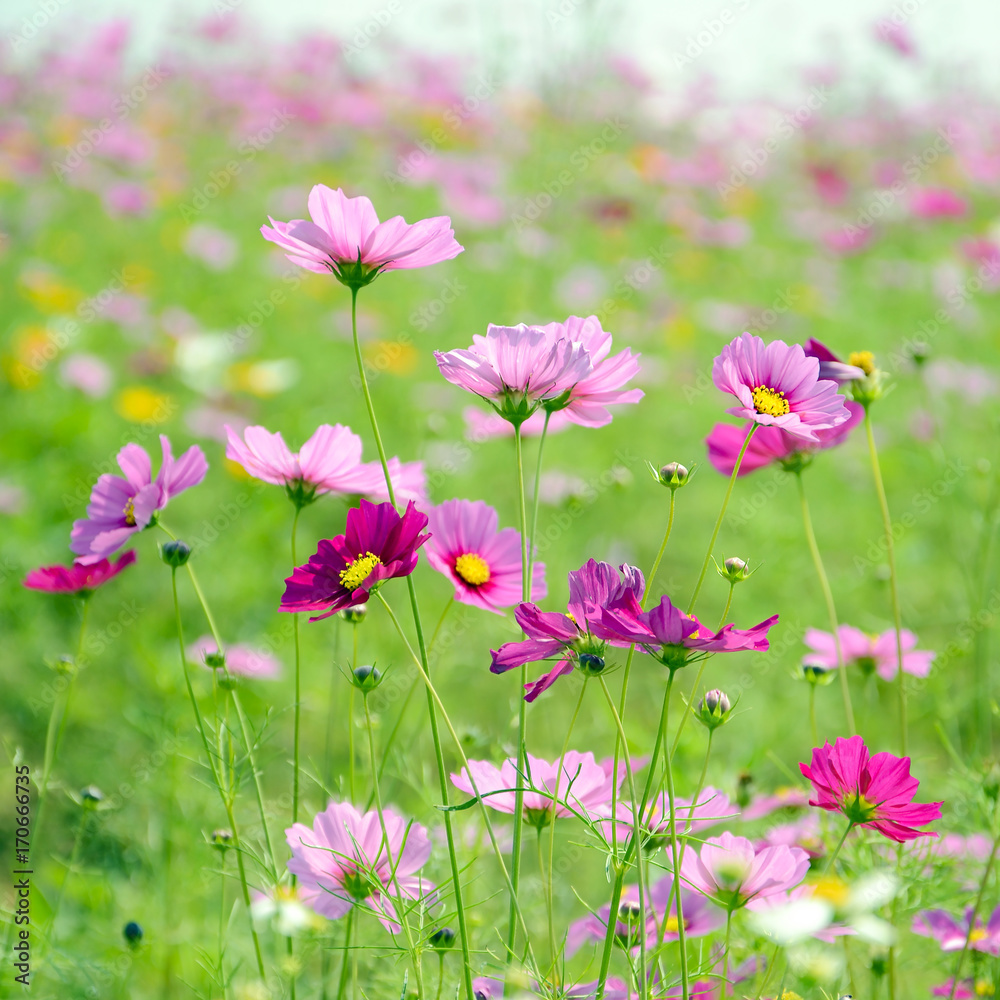 Pink cosmos flowers field on sunny day. Pink cosmos flowers field on sunny day.