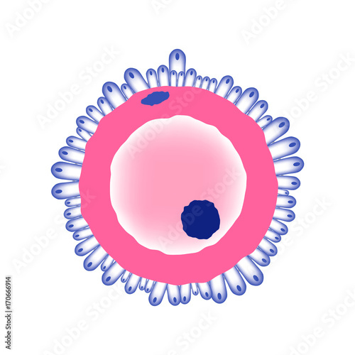 Fotografija Simplified female ovule structure on white background