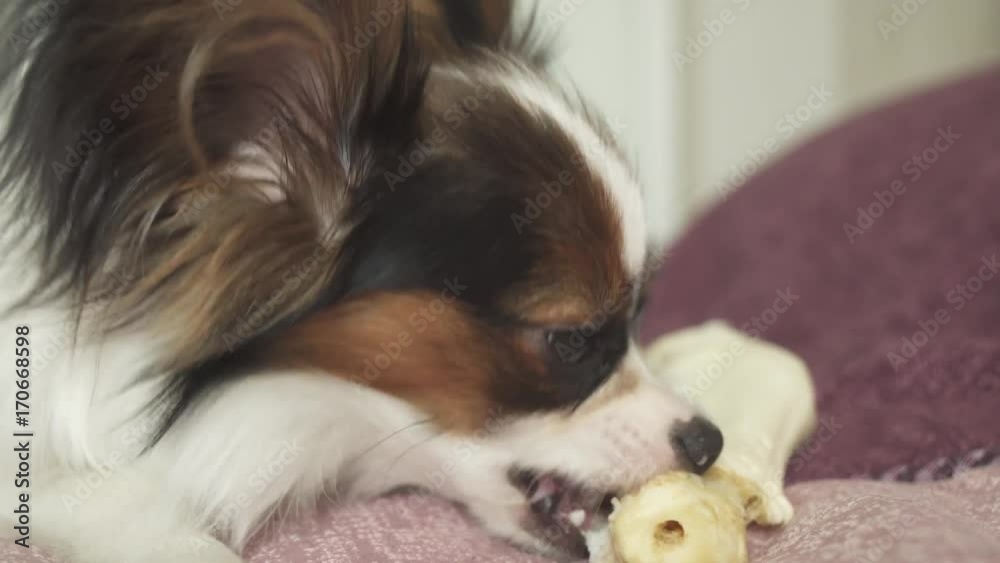 Papillon Continental Toy Spaniel puppy gnaws dried leg of mutton stock footage video Papillon Continental Toy Spaniel puppy gnaws dried leg of mutton stock footage video