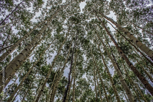 Aspens 