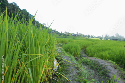 Fototapeta Naklejka Na Ścianę i Meble -  Top view of the rice paddy fields in northern Thailand