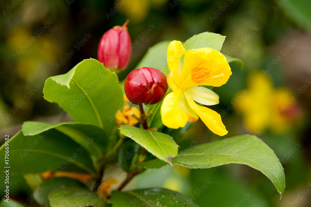 Obraz premium Mickey mouse flower.