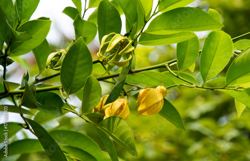 Ylang-ylang flower tree