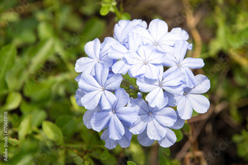 Forget-me-not flowers in garden close-up