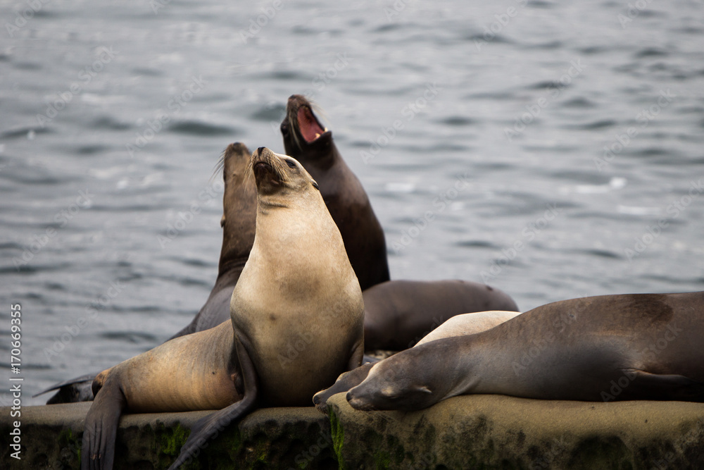 Fototapeta premium Barking Sea Lions