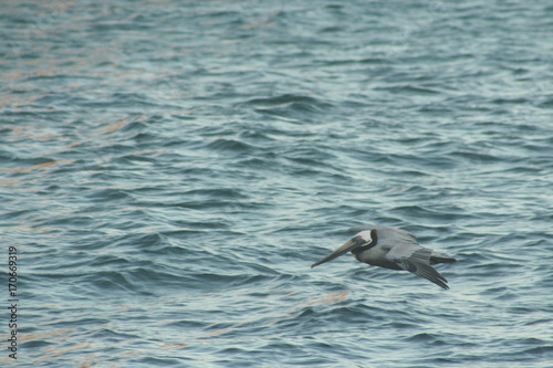 Blue footed boobies flying around Isla Isabel coast close to Mexican Pacific coast