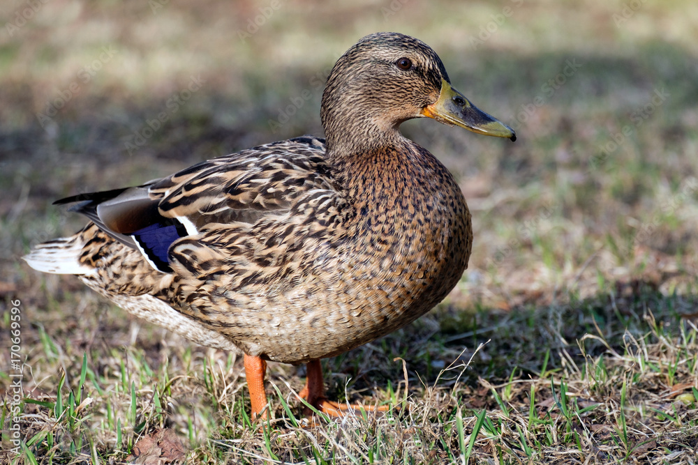 Duck ashore
Big Duck with an emerald head with drops of water on feathers steps along the shore of the pond Duck ashore
Big Duck with an emerald head with drops of water on feathers steps along the shore of the pond