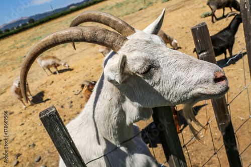 Hungry Goat