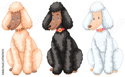 Three poodle dogs with different fur colors