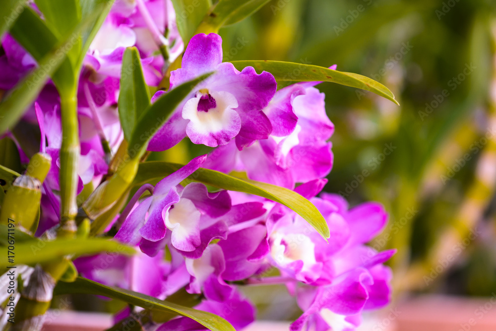 Obraz premium Purple orchid or phalaenopsis in botanical garden