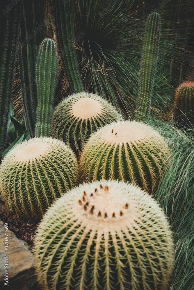 Beautiful desert plants. Beautiful desert plants.
