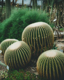 Beautiful desert plants.