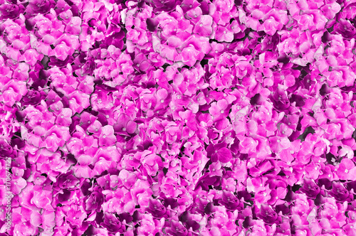 Fototapeta Naklejka Na Ścianę i Meble -  Pink flowers background