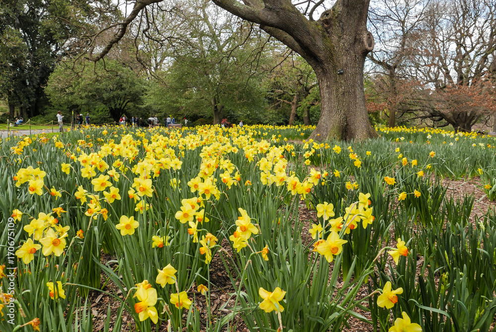 Spring, Melbourne Botanical Gardens Spring, Melbourne Botanical Gardens