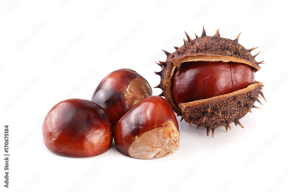 chestnut isolated on white background closeup chestnut isolated on white background closeup