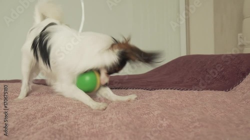 Papillon Continental Toy Spaniel puppy plays funny with ball stock footage video photo