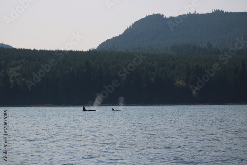 Orcas Johnson Strait British Columbia