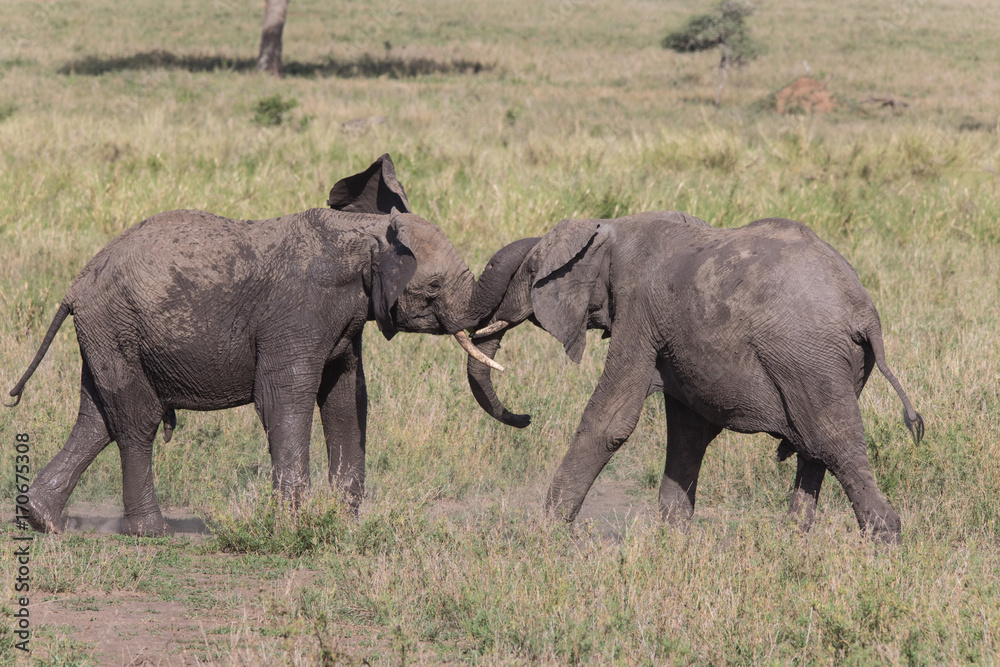 Two young bulls sparring.  A practice run of fighting elephants