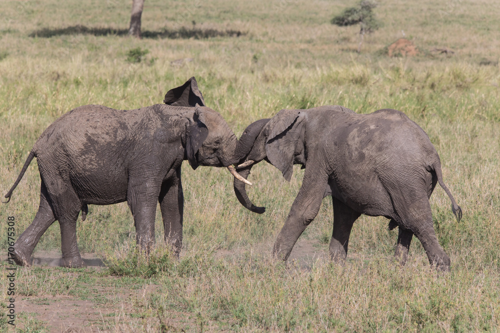 Two young bulls sparring. A practice run of fighting elephants Two young bulls sparring. A practice run of fighting elephants