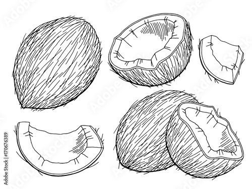 Coconut graphic black white isolated sketch illustration vector