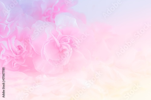 Pink Carnation Flowers Bouquet. soft filter.