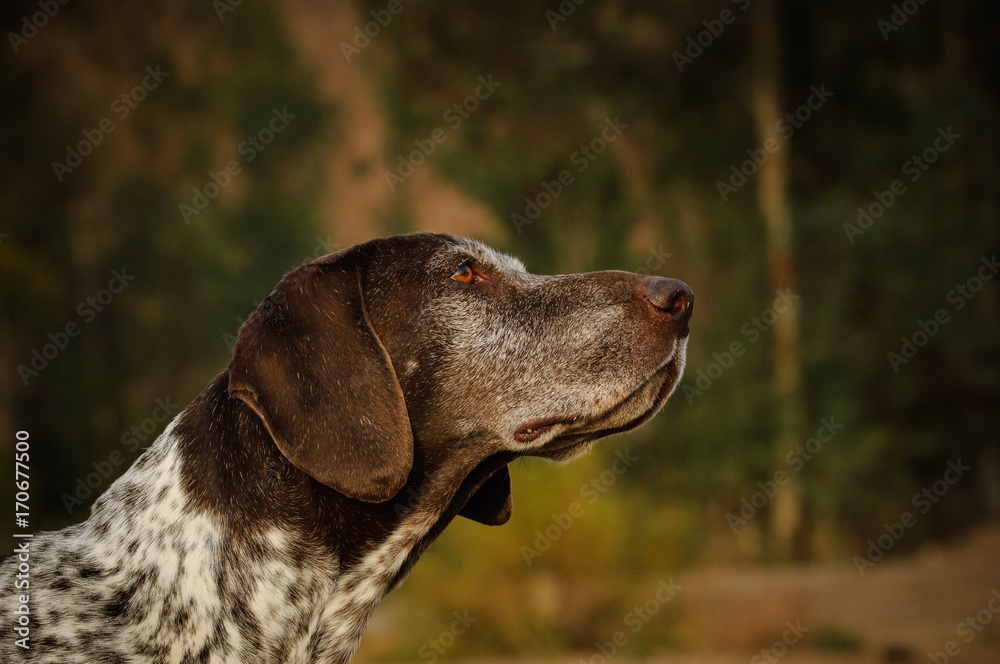 German Shorthaired Pointer dog outdoor portrait head shot