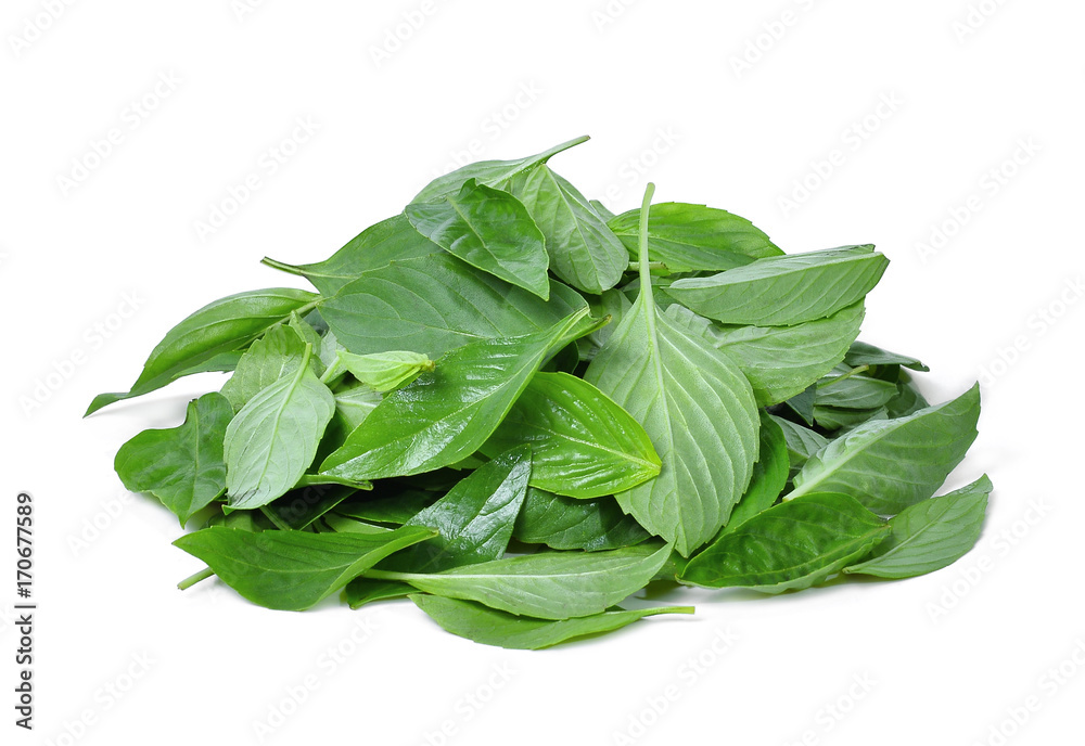 pile of thai basil leaves isolated on white background pile of thai basil leaves isolated on white background
