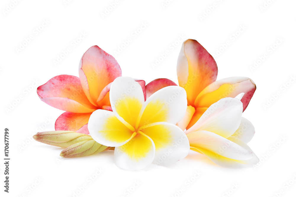 pink and white frangipani or plumeria (tropical flowers) isolated on white background
