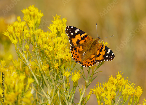 Beautiful Butterfly on Bright Yellow Flowers