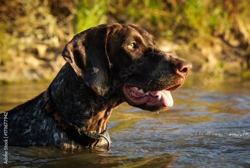 German Shorthaired Pointer dog outdoor portrait in lake water