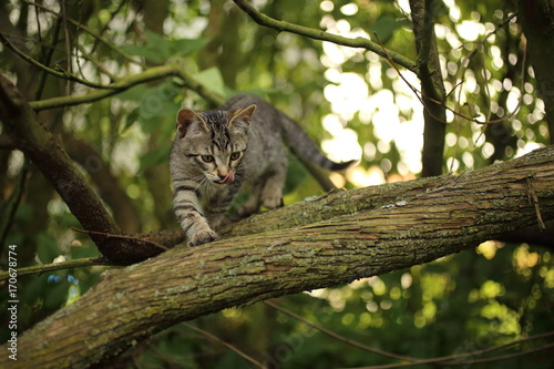 cats outdoors