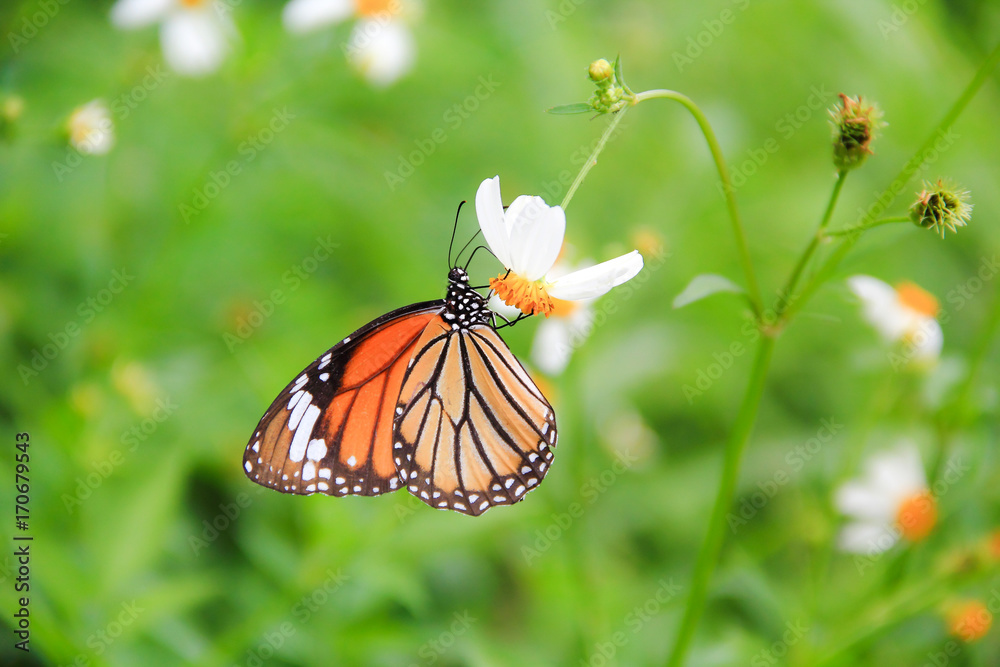 Fototapeta premium butterfly with flowers