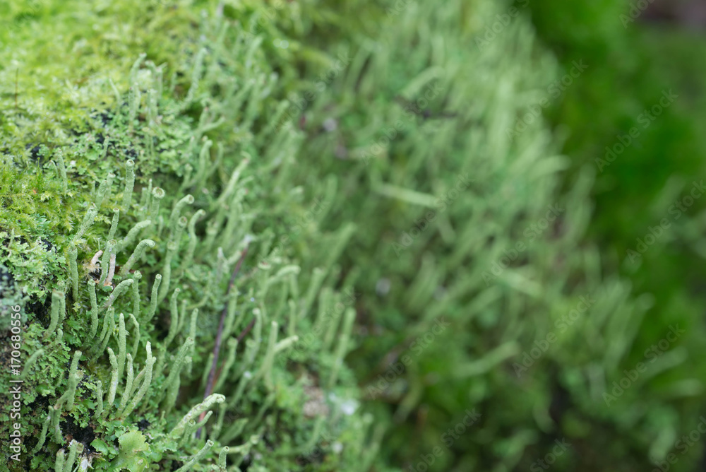 green lichen on tree trunk macro green lichen on tree trunk macro