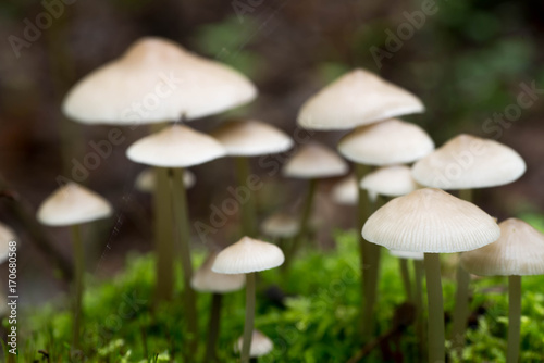 small white saprotrophic mushrooms closeup