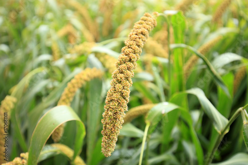  foxtail millet