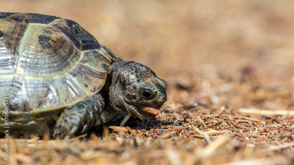 Mediterranean land tortoise