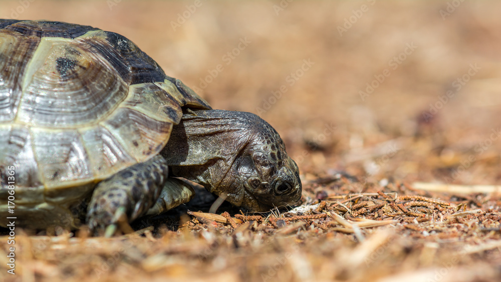Mediterranean land tortoise Mediterranean land tortoise