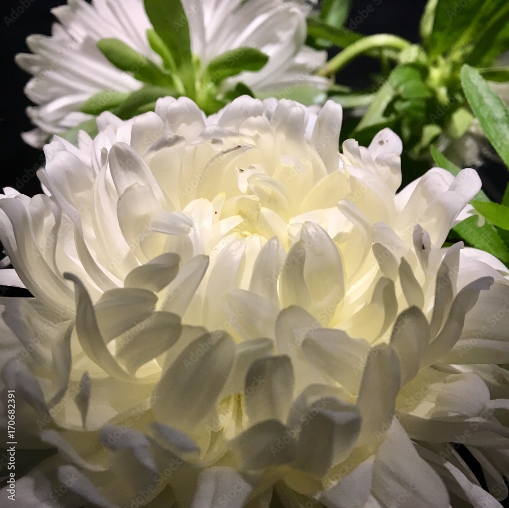Aster, fleur blanche, décoration florale