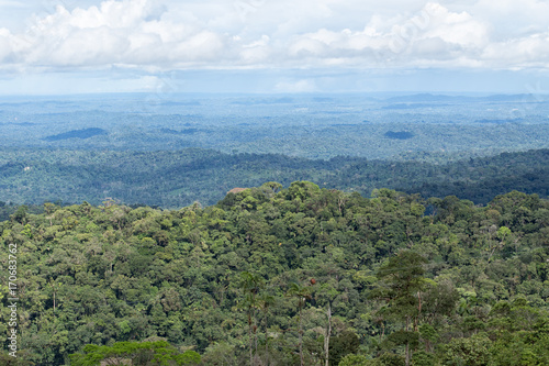 the Amazon basin of Ecuador