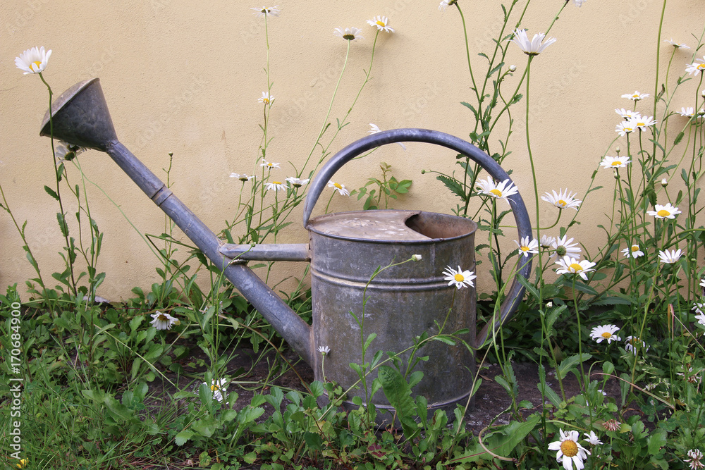 Old sprinkling can between daisies Old sprinkling can between daisies