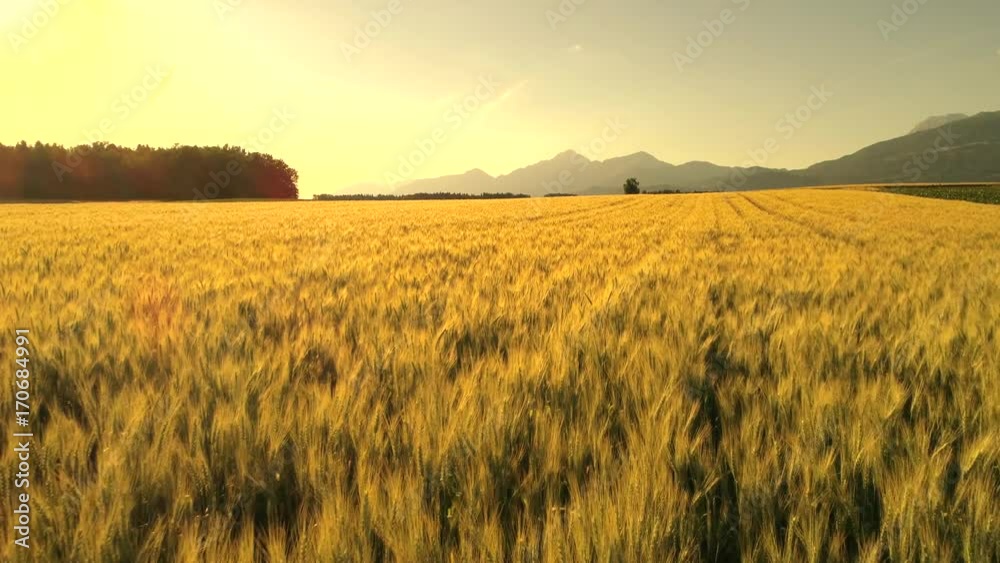 AERIAL CLOSE UP: Flying above gorgeous wheat farmland in idyllic rural country. Rocky mountains rising above endless brown cereal field at golden summer sunset. Vast crop fields at sunrise in Slovenia