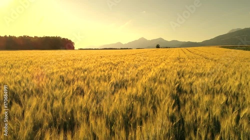 AERIAL CLOSE UP: Flying above gorgeous wheat farmland in idyllic rural country. Rocky mountains rising above endless brown cereal field at golden summer sunset. Vast crop fields at sunrise in Slovenia