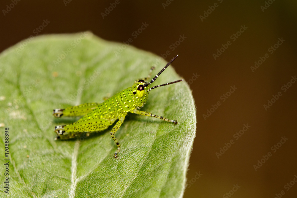 Fototapeta premium Image of green grasshopper(Acrididae) on green leaves. Insect Animal