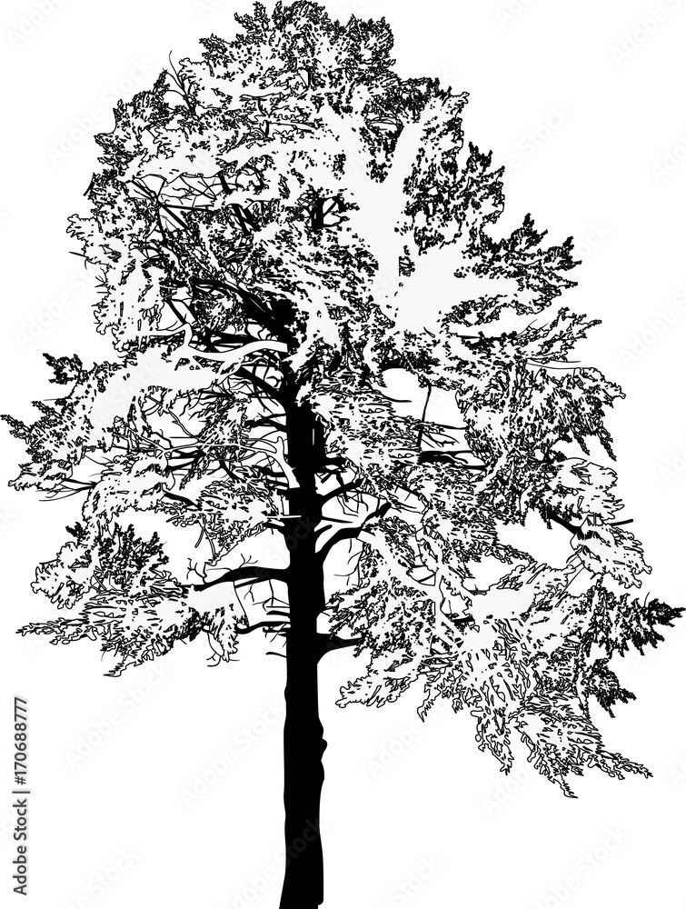 Fototapeta premium pine large one sketch isolated on white
