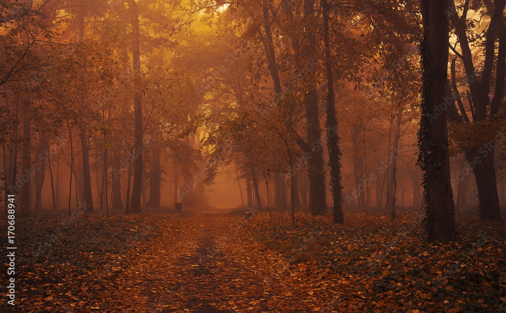 Fototapeta premium Autumn forest